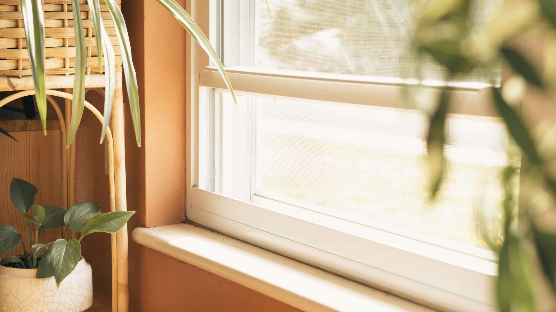 Sunlit window with clean sill and plants, showing the final result of cleaned window tracks.